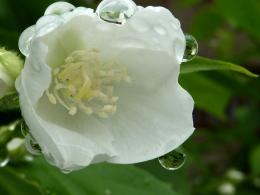 jasmine after rain